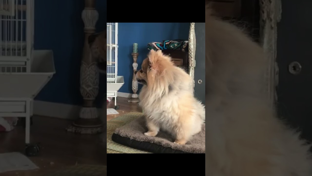 POV: Your Dogs Think They’re Professional Singers 