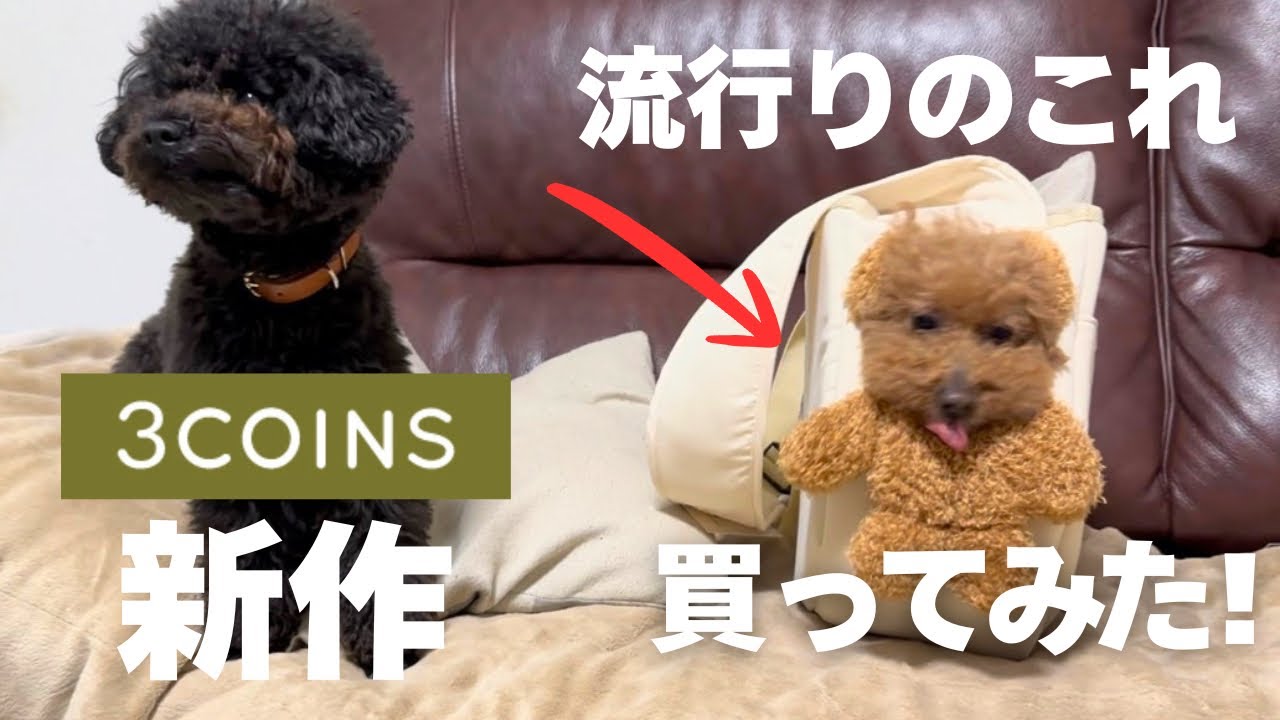 3COINS】くまになれるスリングバッグが可愛すぎた！ ＃顔出し