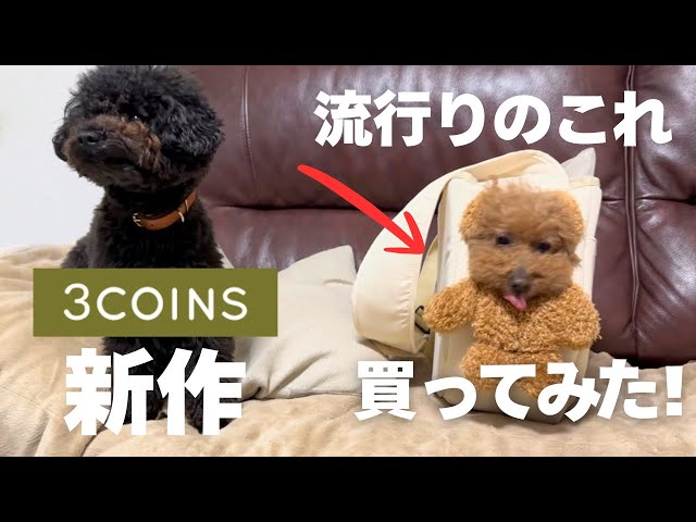 3COINS】くまになれるスリングバッグが可愛すぎた！ ＃顔出し