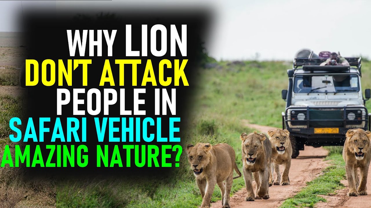 lion attack safari jeep