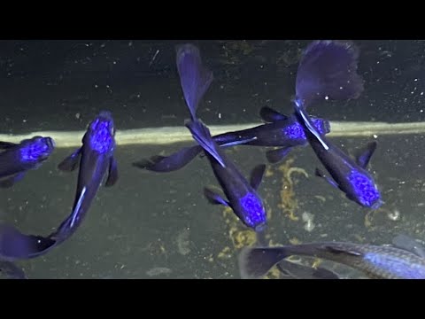 Video Cá bảy màu Blue Tarzan (trống, mái) - youtube