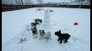 Schnauzers and a Snowman | Life With Schnauzers