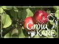 Grow with KARE: Triumph apples