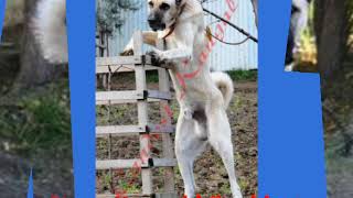 Sivas Kangal Köpeği