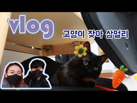 외국인 여자친구 고양이 찾아 삼멀리 일상 브이로그(vlog)[국제커플]