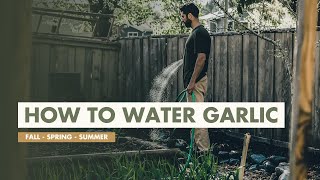 How Much to Water Garlic in Fall, Spring and Summer