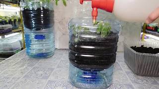 🍅ТОМАТЫ БЕЗ ПИКИРОВКИ И БЕЗ ПОЛИВА !!!!!!!!🍅 How to grow seedlings of tomatoes pat 2