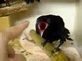 Ворона ест палец...