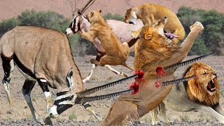 Antelope Vs Leopard ►Wilderness Battle ►Wild Dog Attack on Wildebeest