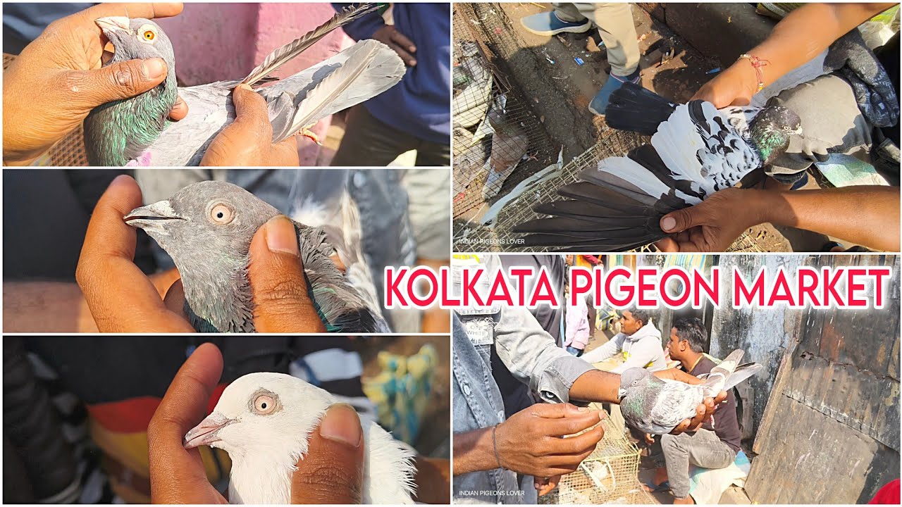 Kolkata Pigeon Market -12:01:2025 | Kolkata Kabutar Market | কলকাতা বিখ্যাত টালা হাটের ওড়া পায়রা 🔥