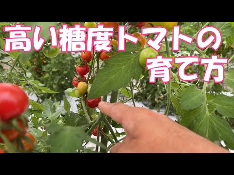 高糖度トマト 美味しいトマトの育て方 美味しいトマトが食べたくて農業はじめてみた人の動画 Youtube