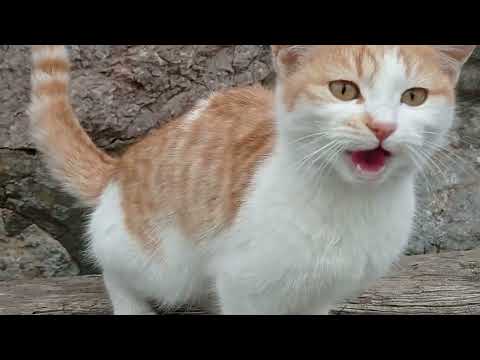 Ağlayan Kedi, Yemeği Yiyene Kadar Pes Etmedi