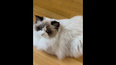 Video 7556661: blue eyes kitty, kitty family, kitty love, blue breed