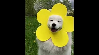 r/eyebleach Cute, adorable, dogs, cats, pets and other animals to make you smile!