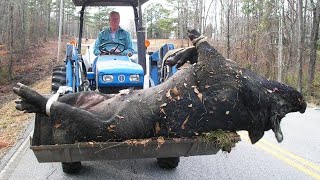 What Happens to Domestic Pigs in the Wild Shocked Everyone by WATOP 201,538 views 2 weeks ago 12 minutes, 11 seconds