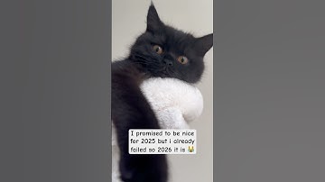 Who already broke their 2025 resolutions? Like and comment  ❤️ #catshorts #britishshorthair #2025