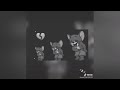 حالات الواتس مهرجانات تعبان و بموت ميت مره مع توزيع مجدي شطه حالات الواتس مهرجانات تعبان و بموت ميت مره مع توزيع مجدي شطه
