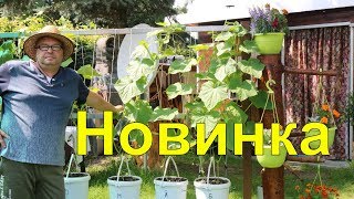 Новинки.Огуречная грядка.Огурцы.Огород .