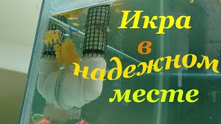 Будни на разводне аквариумных рыб Красивые рыбки Рыбки в аквариуме