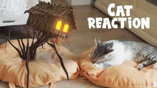 Little House Head. Cat reaction
