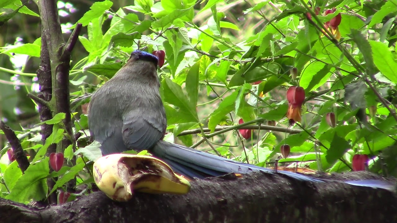 Momotus equatorialis - Andean Motmot.