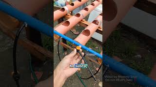 How to Choose the right pump for NFT hydroponics #kaletsugas #lettucefarming