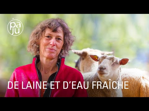 Vidéo: Qui élève les moutons pour la laine ?