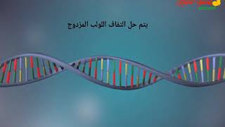 خطوات تضاعف dna