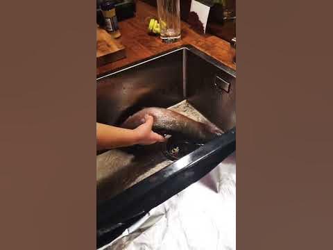 Celine lagar fisk! Vad blir det till middag? - YouTube