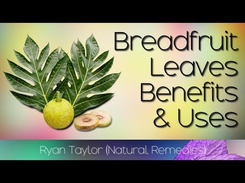 Video: Treating Diseases Of Breadfruit: What To Do With A Sick Breadfruit Tree