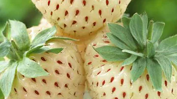 ¿Por qué existen las fresas blancas?