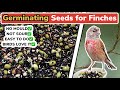 How to make Soak Seed For Finches | PERFECT Germinated Seed & Mould Free
