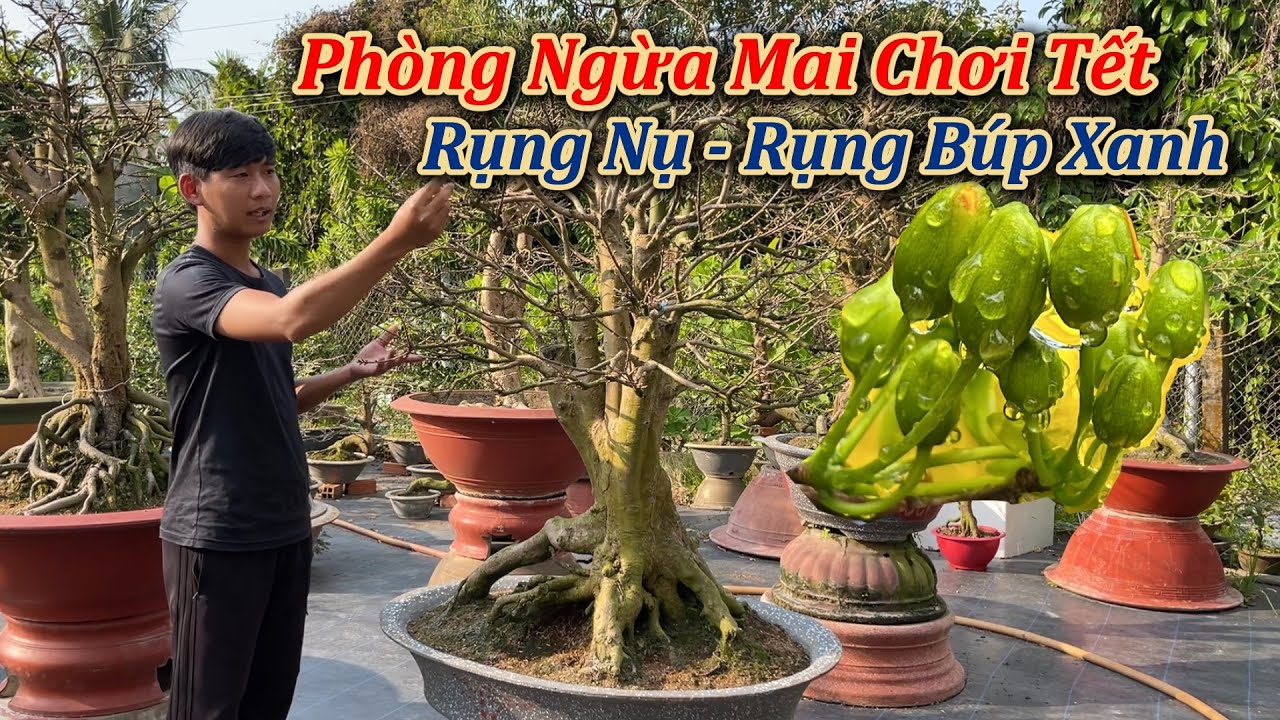 Phòng Ngừa Mai Chơi Tết Rụng nụ, Rụng Búp Xanh - Mai Vàng Duy Hiếu