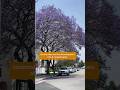 Jacaranda Trees Turn L.A. Purple in Spring | SoCal Wanderer | KCET