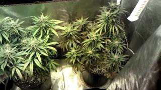 Choppin time!
