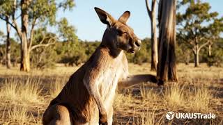 Roobert the talking Kangaroo