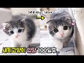 새끼고양이 입양 100일후 놀라운 변화 (귀여운 고양이 5분순삭) cat vlog