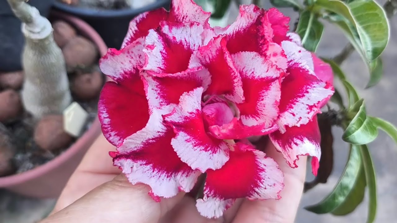 Desert Rose, P 170 Infinity, HU 1, Lm540, Maracujá, Teresa, Queen
