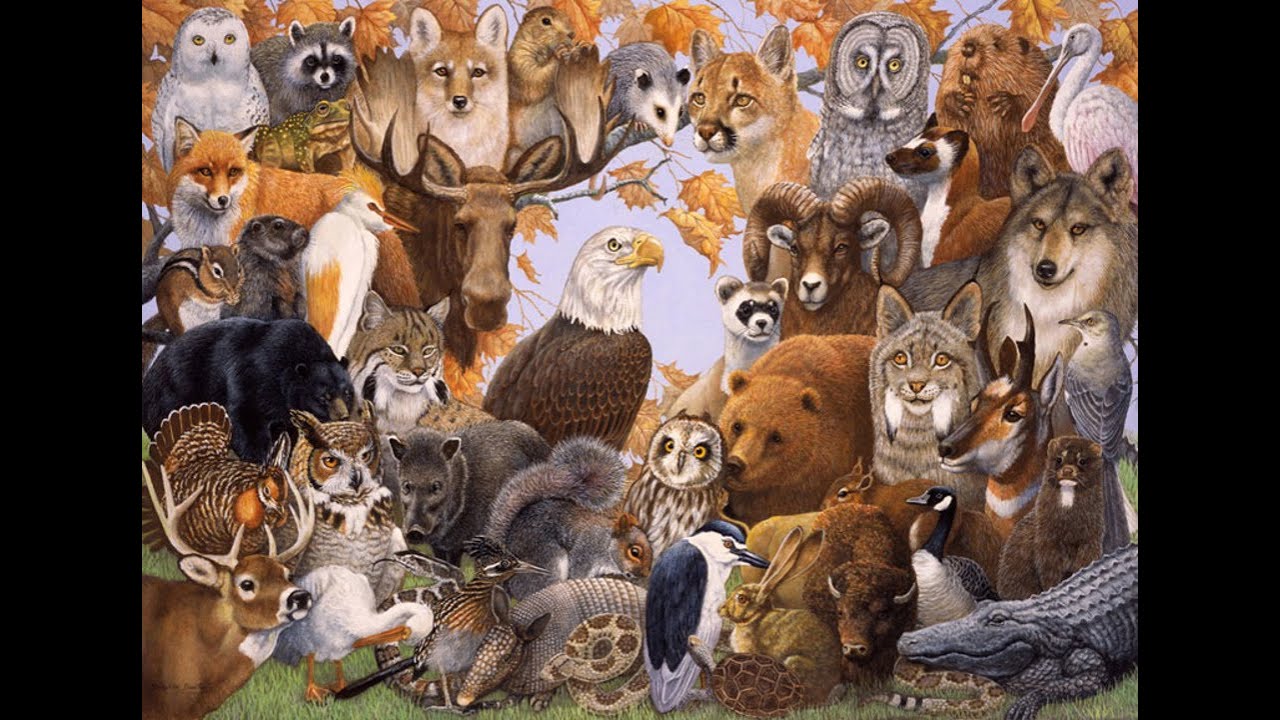 Мир животных очень разнообразен. Множество животных. Много зверей. Много животных на одной картинке. Жители леса.