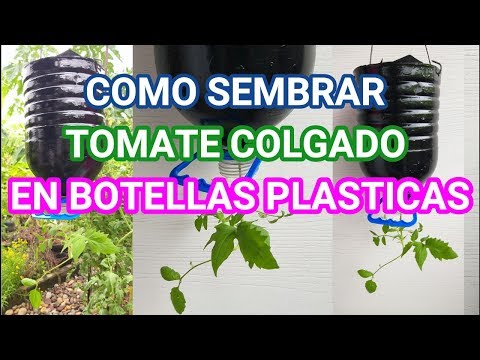 Video: Cómo plantar y cuidar pimientos (con imágenes)