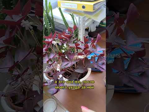 Video: Turşəng Bitki Bölməsi - Bağdakı turşəng bitkilərini bölmək lazımdırmı