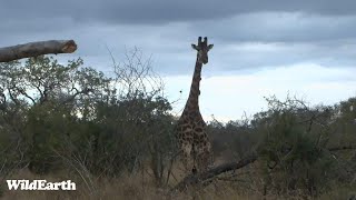 WildEarth - Sunset Safari - 10 July 2023