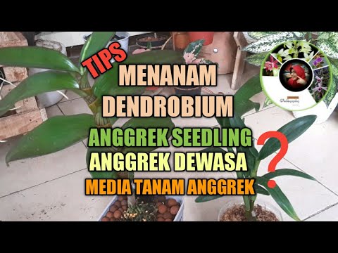 Video: Tanaman Anggrek Dendrobium - Cara Menanam Anggrek Dendrobium