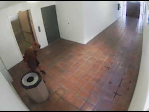 Food Delivery Driver Caught on Camera Defecating in Apartment Building's Lobby