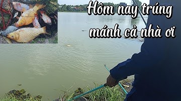 Trúng bầy cá Diêu Hồng với Chep bự, kéo đã tay | Câu cá tự nhiên | Câu đài | Fishing