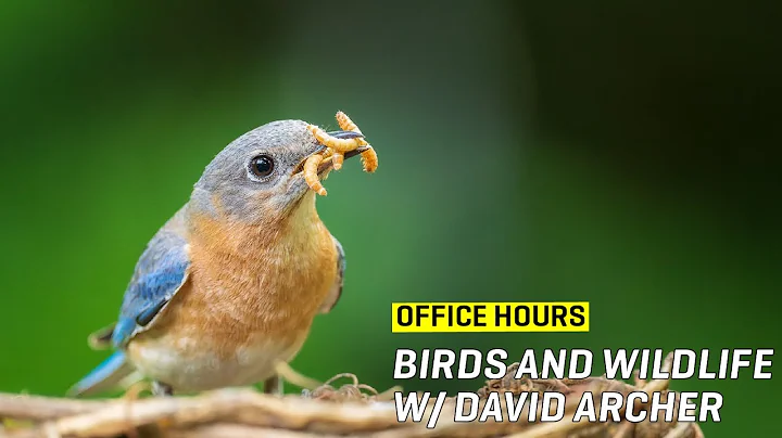 Office Hours  - Birds and Wildlife w/ David Archer