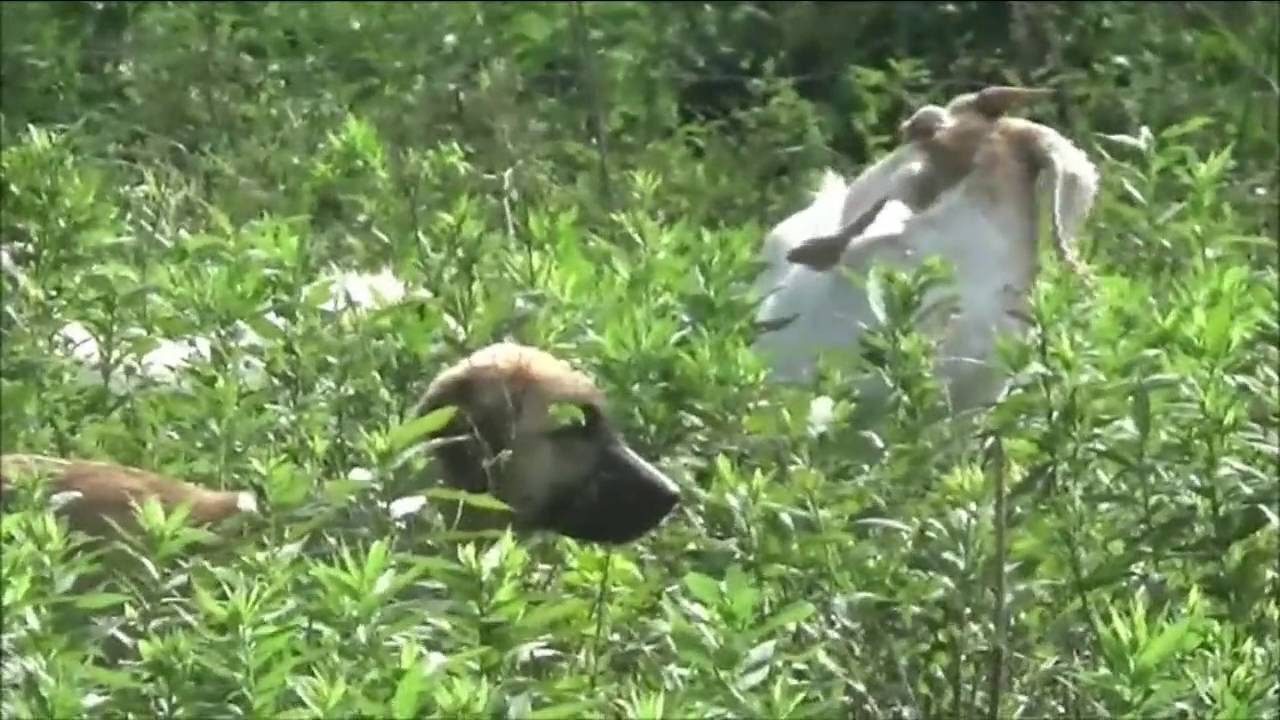 What !! Theres a LGD in with our goats YouTube