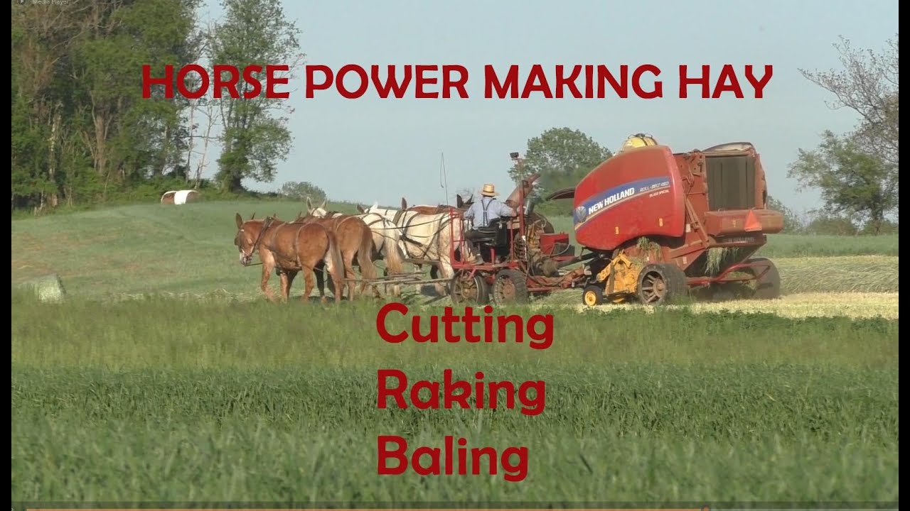 Horses and Mules and Sunshine...Time to Make Hay in Amish Land