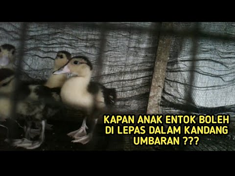 Anak Entok Di Kandang Pembesaran Sampai Umur Berapa ?? || ternak entok