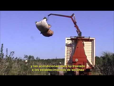 Video: ¿Cómo se hace la yerba mate?